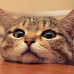 Pyyyciiik