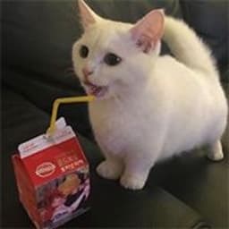 Bodango06