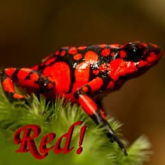 Red_Pyralvex