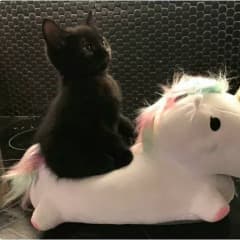 Kitsuuu