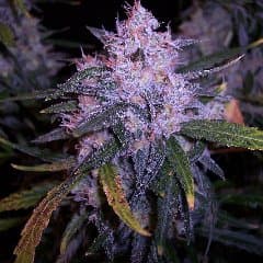 Blazeitup024