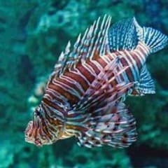 Fischel1