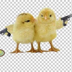 FATPOLLITO