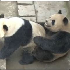 SeksiPanda3