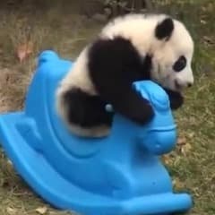 pandaKML