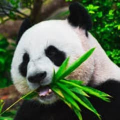 SelectPandaz