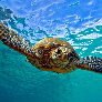 TheMrTurtle