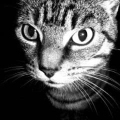 SuperMinou