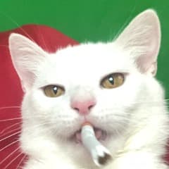 danil1212312