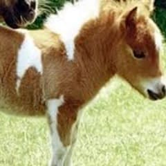 petittponey