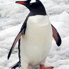 Xmoul11