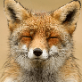 Lamme