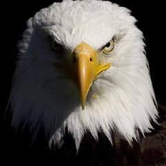 Orzel000