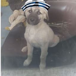 Dodonizm