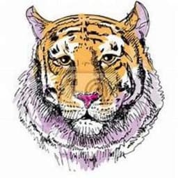 SAS_Tigers