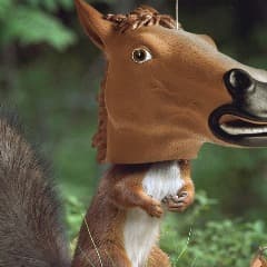 squirrelX
