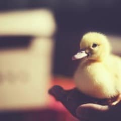 zaduck