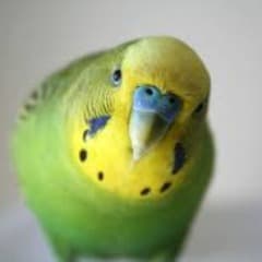 joaorafa8