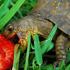 turtle0G