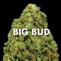 BigBudTwo