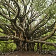 Fuzzy_Tree