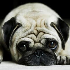 -Coolpug-