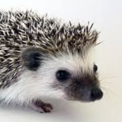 olieBiceps