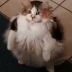 Addymestic