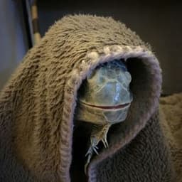 Quiet_Lizard
