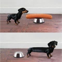 hund82