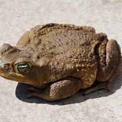 4sv_jaba