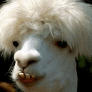 TMG_Llama