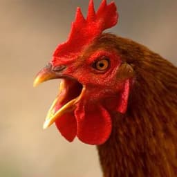 VovoSapeca