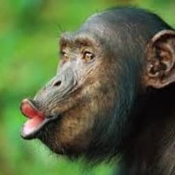 PIPIPUPUloh