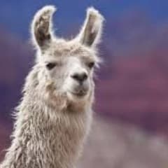 pushLlama