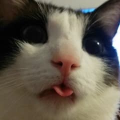 nipp0