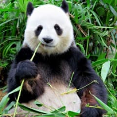 Panda882120
