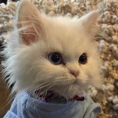 Mittenskitty