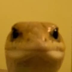 KuBa_PRO