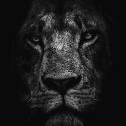 th3_majestic