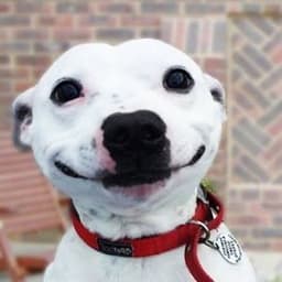 kuksi_