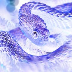 _Basilisk_