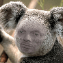 Muusssari