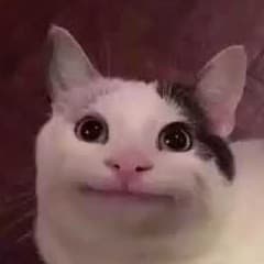_Tac_Cat_