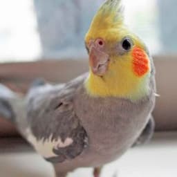__RoKi__