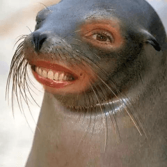 djompa