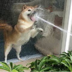 kwaekwae