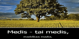 Bumeriokas