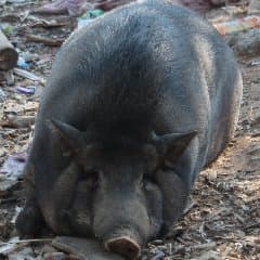 gedebuk1