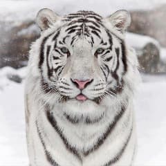 Tigerinh0